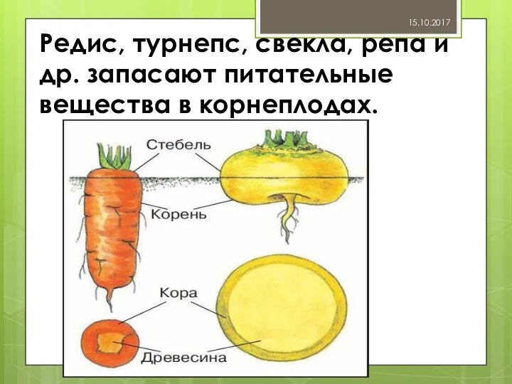 Редис, турнепс, свекла, репа и др. запасают питательные вещества в корнеплодах. 15.10.2017