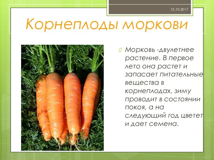 Корнеплоды моркови Морковь -двулетнее растение. В первое лето она растет и запасает питательные