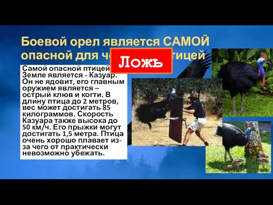 Боевой орел является САМОЙ опасной для человека птицей Самой опасной птицей на Земле