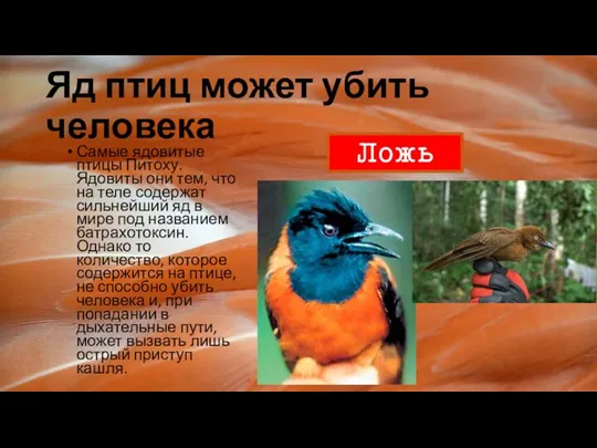Яд птиц может убить человека Самые ядовитые птицы Питоху. Ядовиты они тем, что
