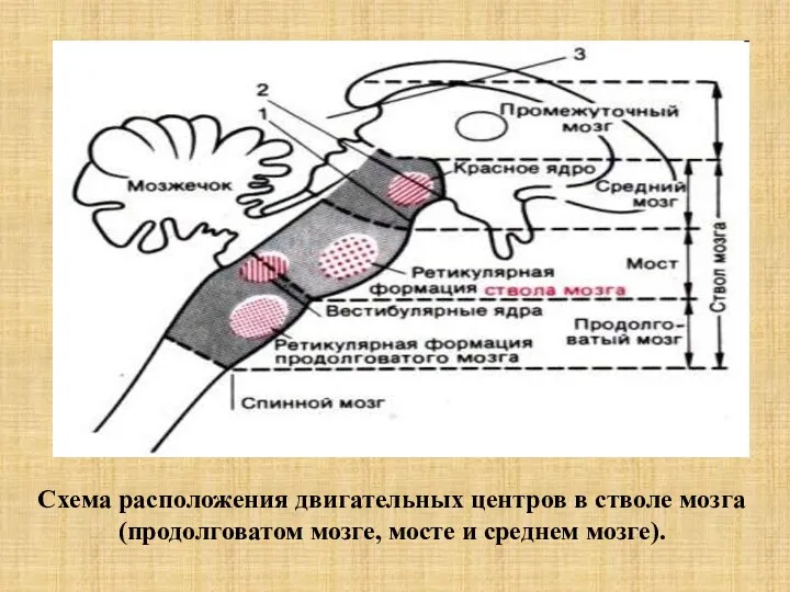 Схема расположения двигательных центров в стволе мозга (продолговатом мозге, мосте и среднем мозге).