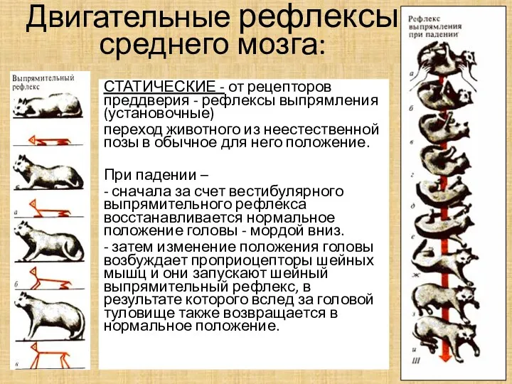 Двигательные рефлексы среднего мозга: СТАТИЧЕСКИЕ - от рецепторов преддверия -