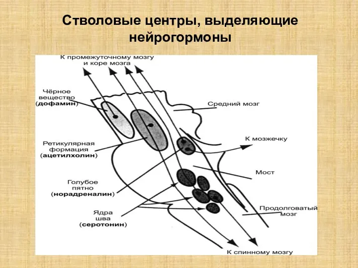 Стволовые центры, выделяющие нейрогормоны