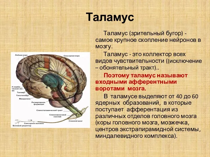 Таламус Таламус (зрительный бугор) - самое крупное скопление нейронов в
