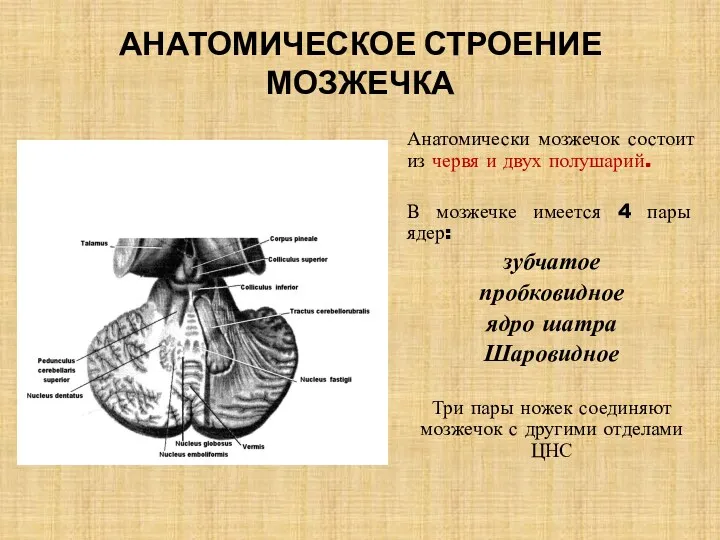 АНАТОМИЧЕСКОЕ СТРОЕНИЕ МОЗЖЕЧКА Анатомически мозжечок состоит из червя и двух