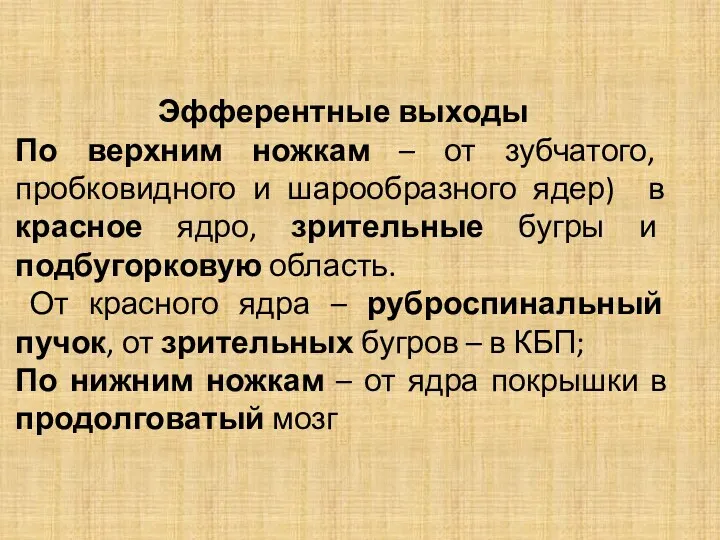 Эфферентные выходы По верхним ножкам – от зубчатого, пробковидного и