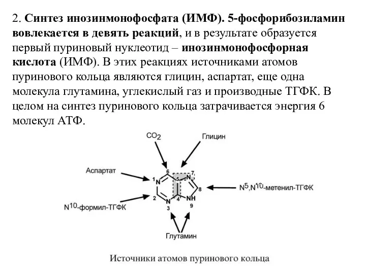 2. Синтез инозинмонофосфата (ИМФ). 5-фосфорибозиламин вовлекается в девять реакций, и в результате образуется