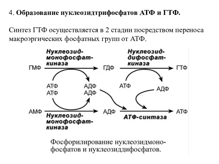 4. Образование нуклеозидтрифосфатов АТФ и ГТФ. Синтез ГТФ осуществляется в 2 стадии посредством