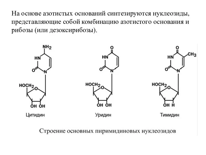 На основе азотистых оснований синтезируются нуклеозиды, представляющие собой комбинацию азотистого основания и рибозы (или дезоксирибозы).