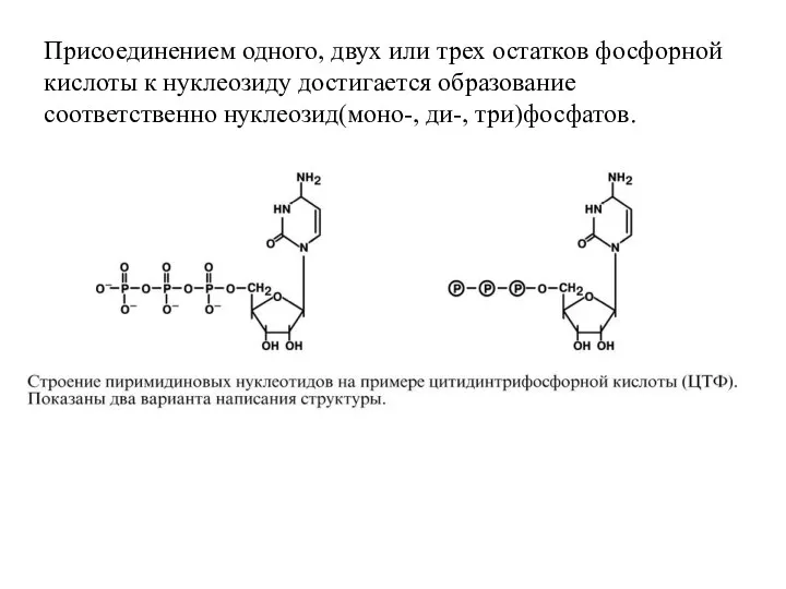 Присоединением одного, двух или трех остатков фосфорной кислоты к нуклеозиду достигается образование соответственно нуклеозид(моно-, ди-, три)фосфатов.