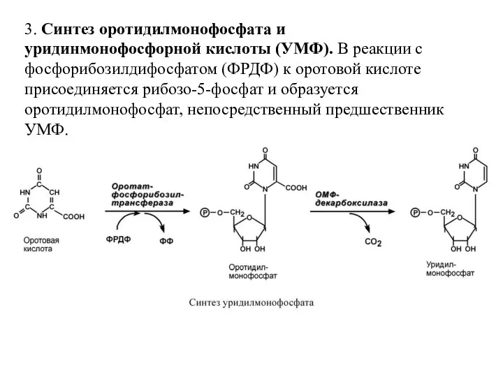 3. Синтез оротидилмонофосфата и уридинмонофосфорной кислоты (УМФ). В реакции с