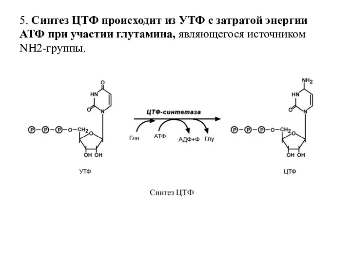 5. Синтез ЦТФ происходит из УТФ с затратой энергии АТФ при участии глутамина, являющегося источником NH2-группы.