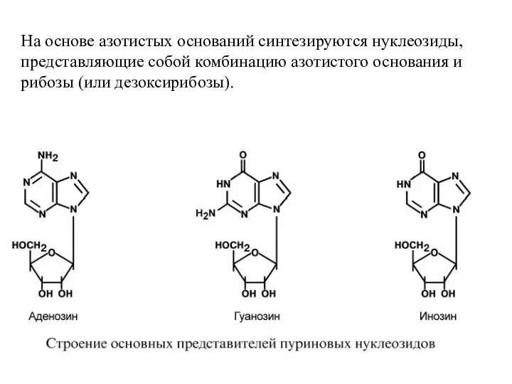 На основе азотистых оснований синтезируются нуклеозиды, представляющие собой комбинацию азотистого основания и рибозы (или дезоксирибозы).