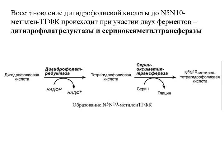 Восстановление дигидрофолиевой кислоты до N5N10-метилен-ТГФК происходит при участии двух ферментов – дигидрофолатредуктазы и сериноксиметилтрансферазы