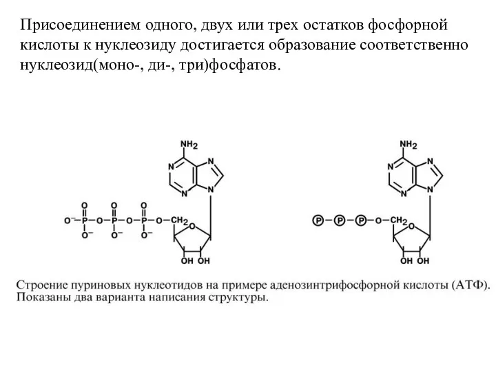 Присоединением одного, двух или трех остатков фосфорной кислоты к нуклеозиду достигается образование соответственно нуклеозид(моно-, ди-, три)фосфатов.
