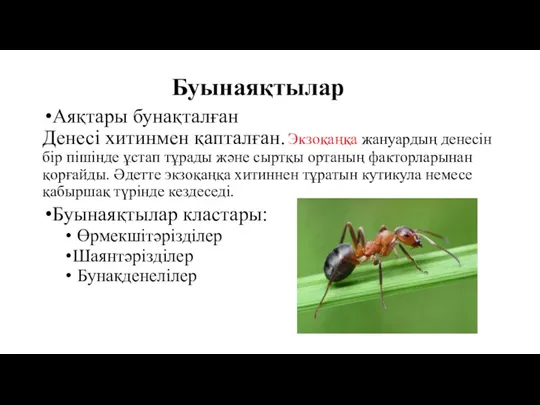 Буынаяқтылар Аяқтары бунақталған Денесі хитинмен қапталған. Экзоқаңқа жануардың денесін бір