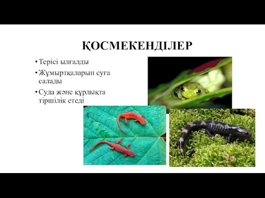 ҚОСМЕКЕНДІЛЕР Терісі ылғалды Жұмыртқаларын суға салады Суда және құрлықта тіршілік етеді