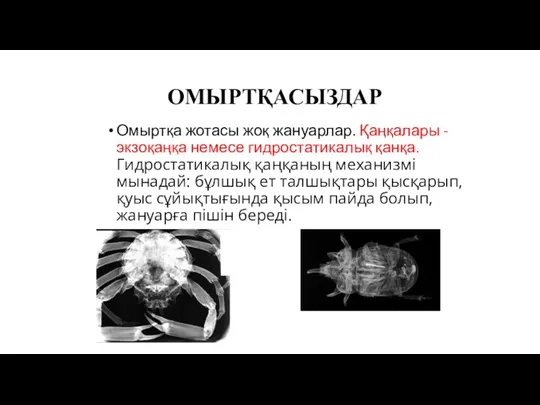 ОМЫРТҚАСЫЗДАР Омыртқа жотасы жоқ жануарлар. Қаңқалары - экзоқаңқа немесе гидростатикалық