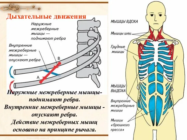 Наружные межреберные мышцы- поднимают ребра. Внутренние межреберные мышцы - опускают