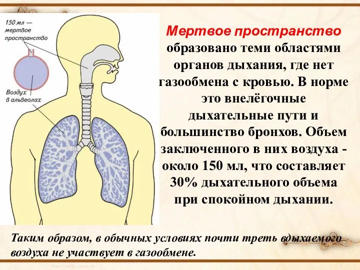 Мертвое пространство образовано теми областями органов дыхания, где нет газообмена