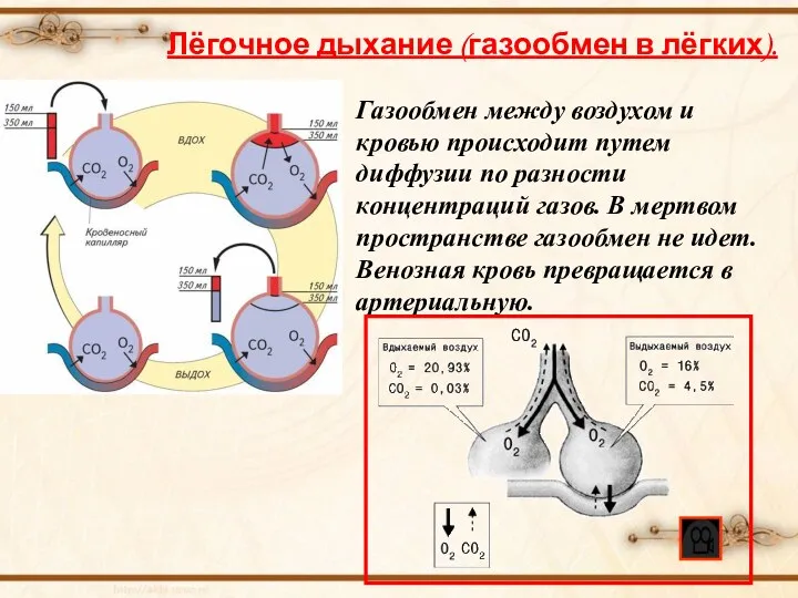 Лёгочное дыхание (газообмен в лёгких). Газообмен между воздухом и кровью