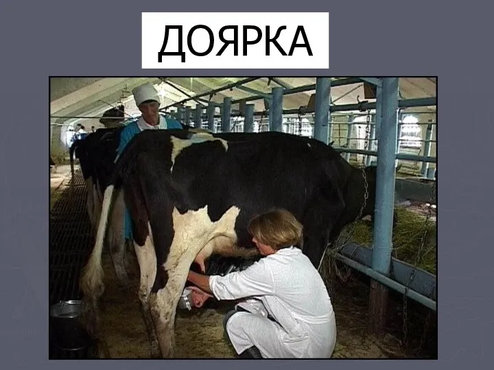 ДОЯРКА