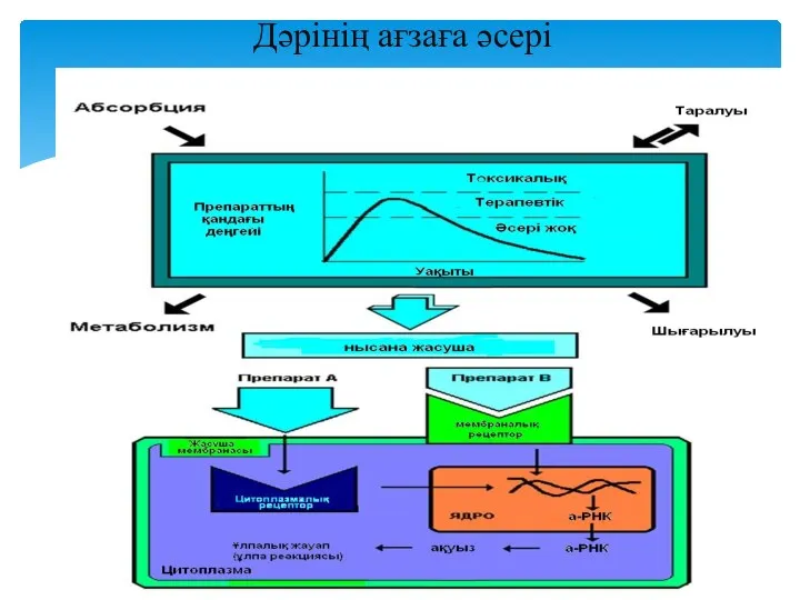 Дәрінің ағзаға әсері