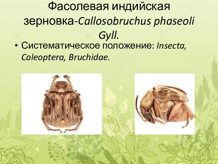 Фасолевая индийская зерновка-Callosobruchus phaseoli Gyll. Систематическое положение: Insecta, Coleoptera, Bruchidae.