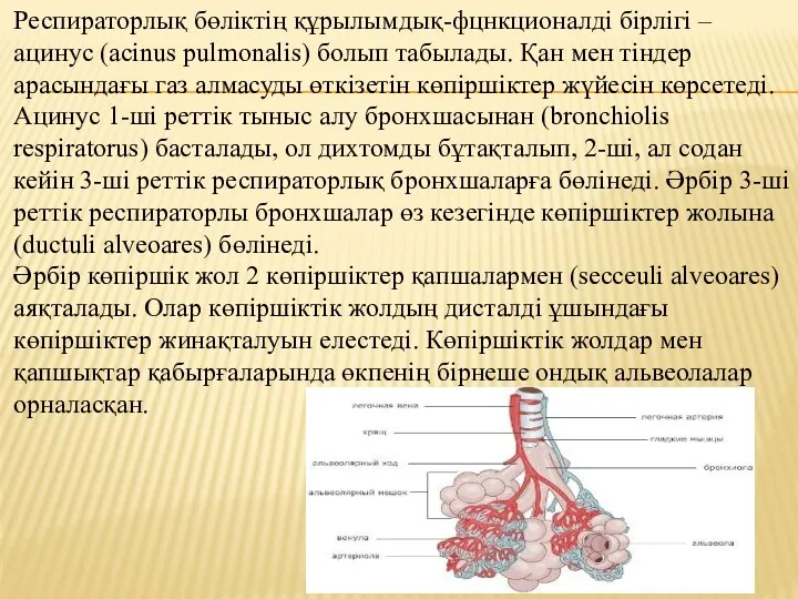 Респираторлық бөліктің құрылымдық-фцнкционалді бірлігі – ацинус (acinus pulmonalis) болып табылады. Қан мен тіндер