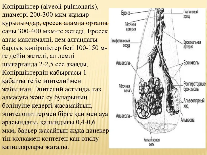 Көпіршіктер (alveoli pulmonaris), диаметрі 200-300 мкм жұмыр құрылымдар, ересек адамда орташа саны 300-400