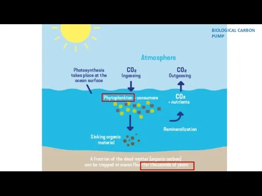 BIOLOGICAL CARBON PUMP