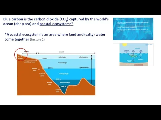 Blue carbon is the carbon dioxide (CO2) captured by the