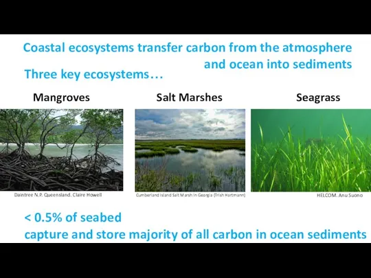 Three key ecosystems… Seagrass Mangroves Salt Marshes Coastal ecosystems transfer