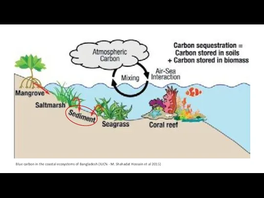 Blue carbon in the coastal ecosystems of Bangladesh (IUCN - M. Shahadat Hossain et al 2015)