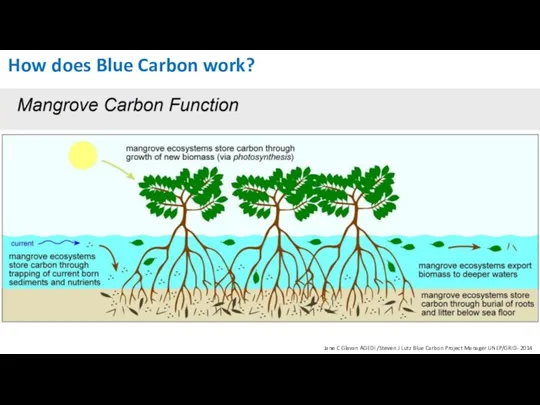 How does Blue Carbon work? Jane C Glavan AGEDI /Steven