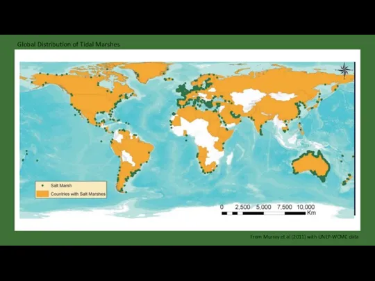 Global Distribution of Tidal Marshes From Murray et al (2011) with UNEP-WCMC data