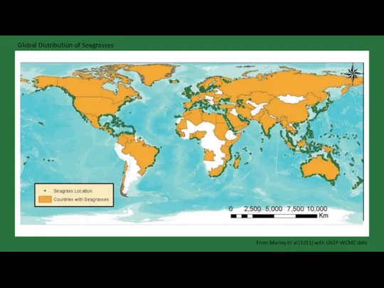 Global Distribution of Seagrasses From Murray et al (2011) with UNEP-WCMC data