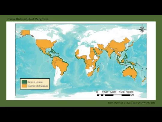 Global Distribution of Mangroves From Murray et al (2011) with UNEP-WCMC data