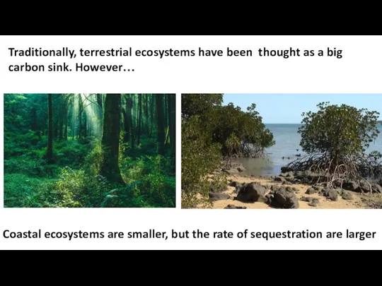 Coastal ecosystems are smaller, but the rate of sequestration are