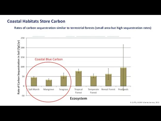 Coastal Habitats Store Carbon Rates of carbon sequestration similar to