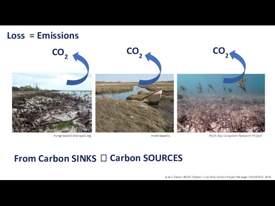 Loss From Carbon SINKS Jane C Glavan AGEDI /Steven J