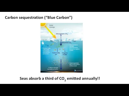 Carbon sequestration (“Blue Carbon”) Seas absorb a third of CO2 emitted annually!!