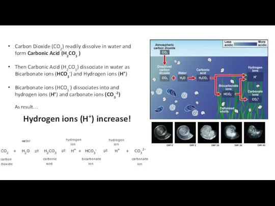 Ocean Acidification - Osteoporosis of the sea ECGS-601 Carbon Dioxide