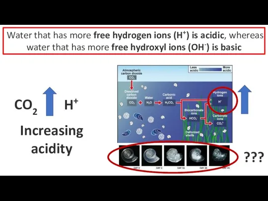 Water that has more free hydrogen ions (H+) is acidic,