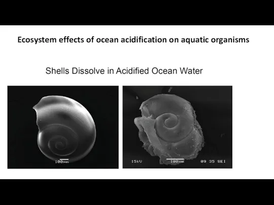 Ecosystem effects of ocean acidification on aquatic organisms