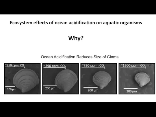 Ecosystem effects of ocean acidification on aquatic organisms Why?