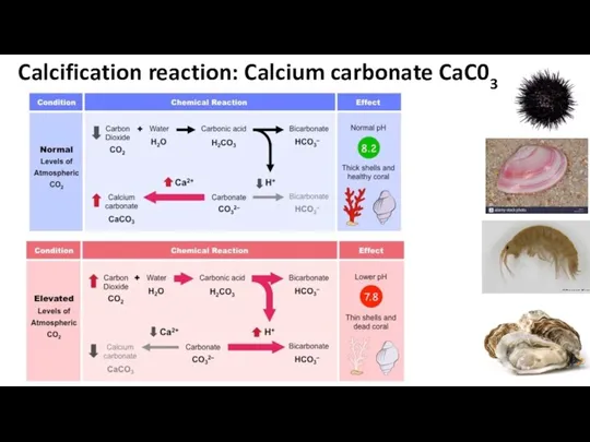 Calcification reaction: Calcium carbonate CaC03