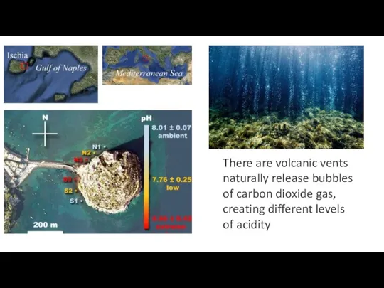 There are volcanic vents naturally release bubbles of carbon dioxide gas, creating different levels of acidity