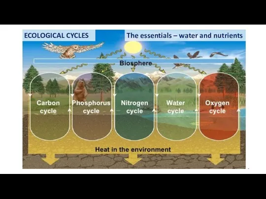 ECOLOGICAL CYCLES The essentials – water and nutrients