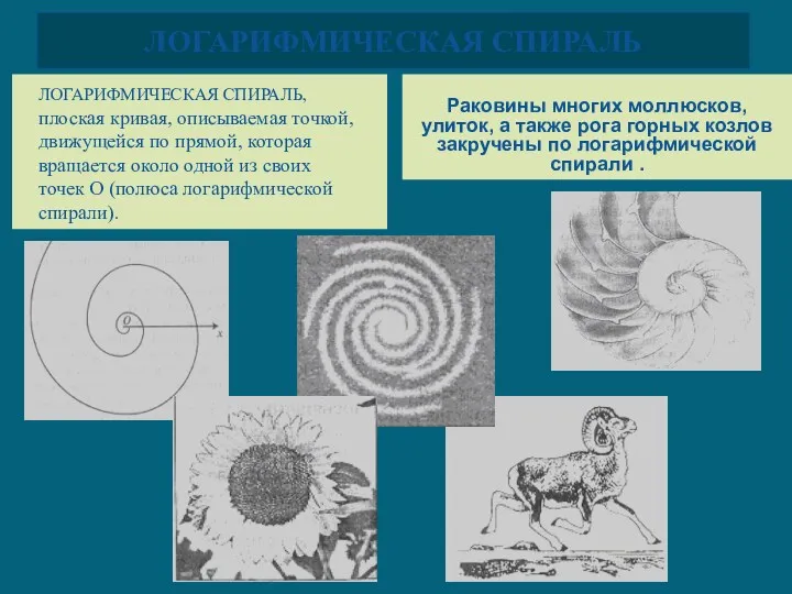 ЛОГАРИФМИЧЕСКАЯ СПИРАЛЬ Раковины многих моллюсков, улиток, а также рога горных